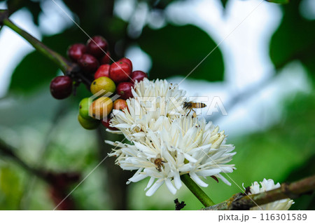 Coffee bean flowers blossom blooming on tree 116301589