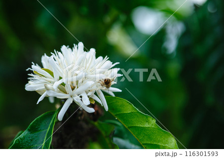 Coffee bean flowers blossom blooming on tree 116301593