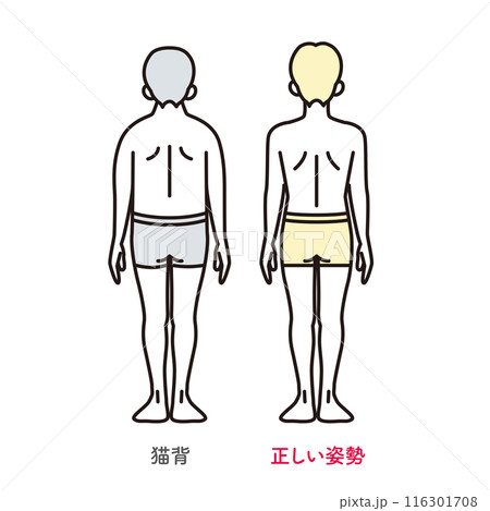 シンプル　イラスト　正しい姿勢の男性と猫背の男性 116301708
