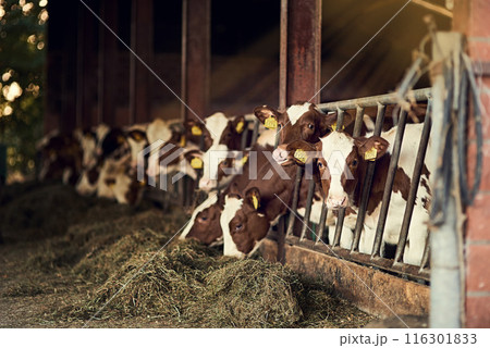 Cattle farm, gate and cows eating in barn for dairy animals, sustainable agriculture and beef production. Eco friendly, livestock with grass for food and fence for security and protection in shed Cattle farm, gate and cows eating in barn for dairy animals, sustainable agriculture and beef production. Eco friendly, livestock with grass for food and fence for security and protection in shed 116301833