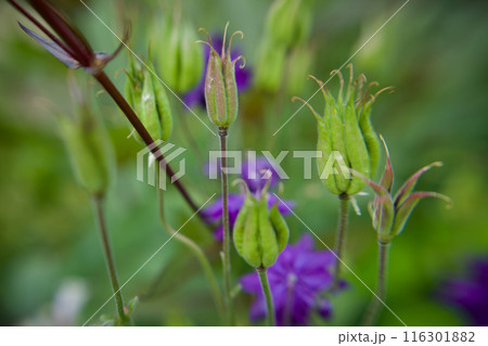 西洋オダマキ"ブルーバロー"の花後の種子。次の季節へ向けて身籠る。 116301882