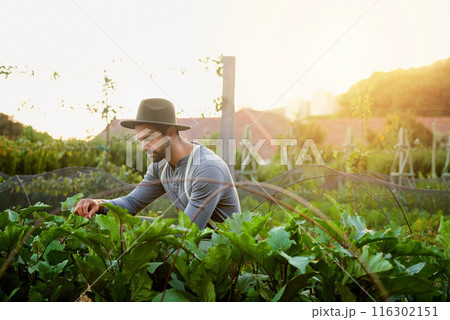 Man, farming and check vegetables or leaves for agriculture and sustainability with crops or eggplants growth in field. Worker, farmer or gardener with green produce, gardening or fertilizer for care 116302151
