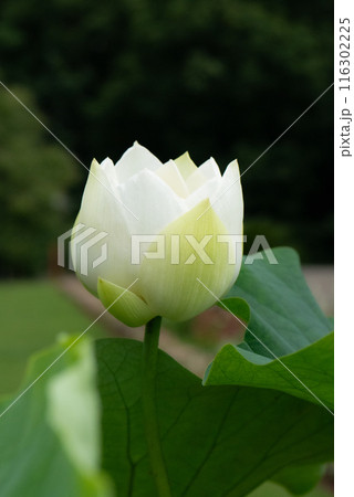 白い蓮の花の咲く風景【初夏】【夏】 116302225