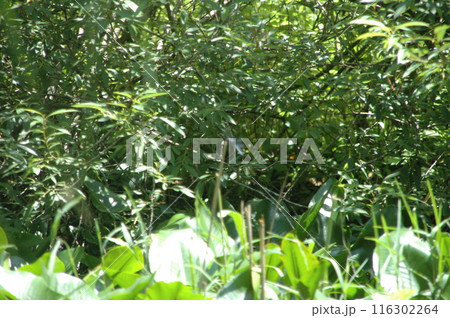 芒種過ぎの町田市下小山田町の小山田緑地の樹木と風景 116302264