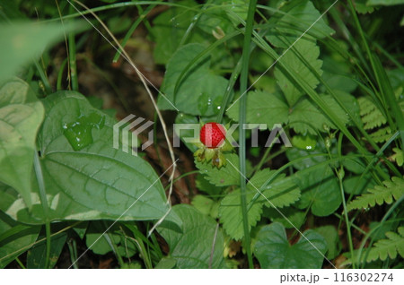 芒種過ぎの町田市下小山田町の小山田緑地の樹木と風景 116302274
