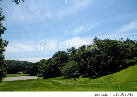 芒種過ぎの町田市下小山田町の小山田緑地の樹木と風景 芒種過ぎの町田市下小山田町の小山田緑地の樹木と風景 116302342