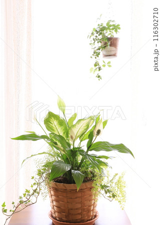 観葉植物の寄せ植え 観葉植物の寄せ植え 116302710