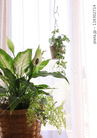 観葉植物の寄せ植え 観葉植物の寄せ植え 116302714