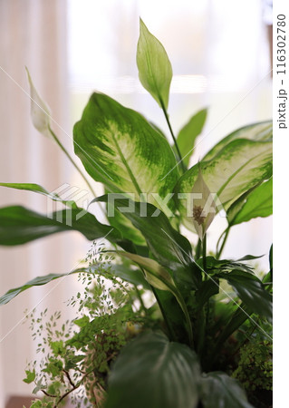 観葉植物の寄せ植え 116302780