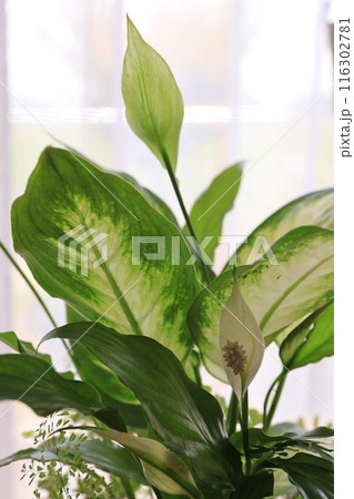 観葉植物の寄せ植え 116302781