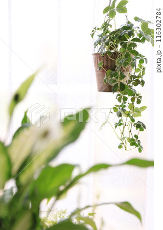 観葉植物の寄せ植え 観葉植物の寄せ植え 116302784