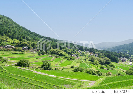 夏の坂折棚田（岐阜県恵那市） 116302829