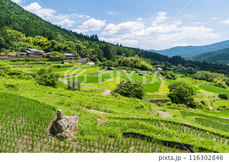 夏の坂折棚田（岐阜県恵那市） 116302846