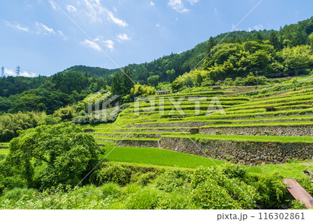 夏の坂折棚田(岐阜県恵那市) 夏の坂折棚田(岐阜県恵那市) 116302861