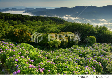 埼玉県秩父市と秩父郡皆野町にまたがる美の山公園　斜面一面の紫のあじさいと雲海と山々の景色 116302898