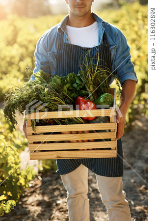 Vegetables, farming and man with box in hand for agriculture, production and harvest in nature. Gardening, farmer and container with healthy food for sustainable business, growth and organic produce Vegetables, farming and man with box in hand for agriculture, production and harvest in nature. Gardening, farmer and container with healthy food for sustainable business, growth and organic produce 116302899