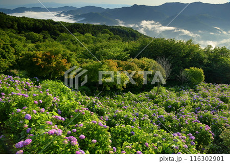 埼玉県秩父市と秩父郡皆野町にまたがる美の山公園　斜面一面の紫のあじさいと雲海と山々の景色 116302901