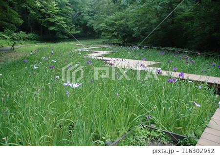 夏至前の神奈川県立四季の森公園の植物と風景 116302952