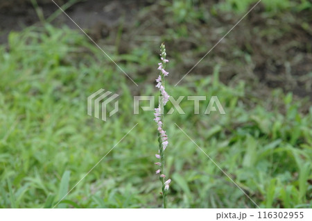 夏至前の神奈川県立四季の森公園の植物と風景 116302955