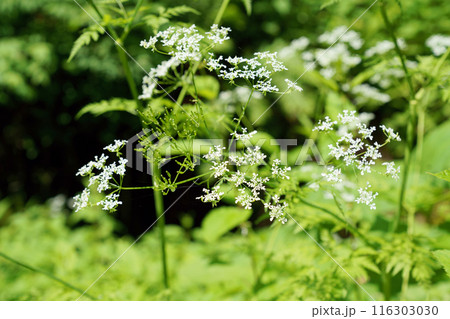 シャク　“山野草” 116303030