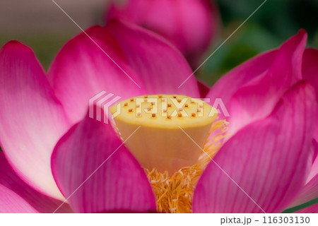 ピンク色の蓮の花がある風景【初夏】【夏】 116303130