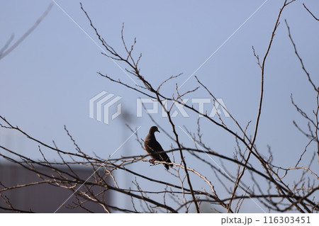 木の枝に止まっているキジバト 116303451