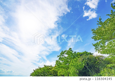 夏の雲と木立 116304145