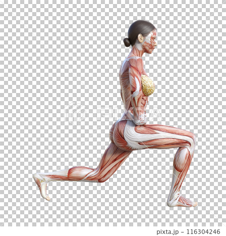 人體解剖圖 女性人體模型做分腿蹲的 3D 插圖 全身側身 側面 人體解剖圖 女性人體模型做分腿蹲的 3D 插圖 全身側身 側面 116304246