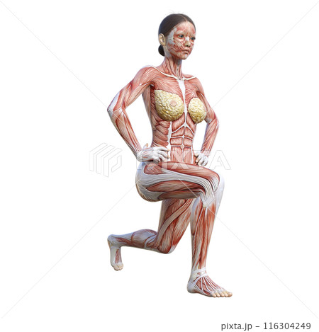 人体解剖図 スプリットスクワットをする人体模型女性の3Dイラスト 斜め前 正面 人体解剖図 スプリットスクワットをする人体模型女性の3Dイラスト 斜め前 正面 116304249