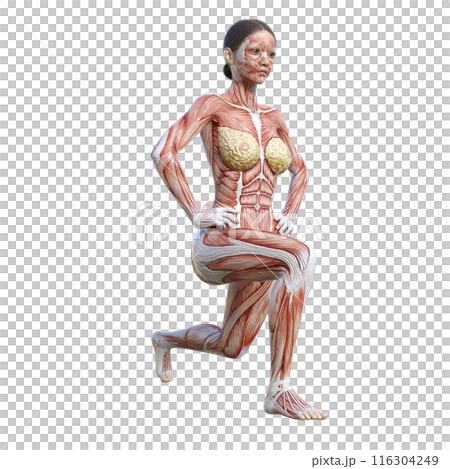 人体解剖図 スプリットスクワットをする人体模型女性の3Dイラスト 斜め前 正面 人体解剖図 スプリットスクワットをする人体模型女性の3Dイラスト 斜め前 正面 116304249