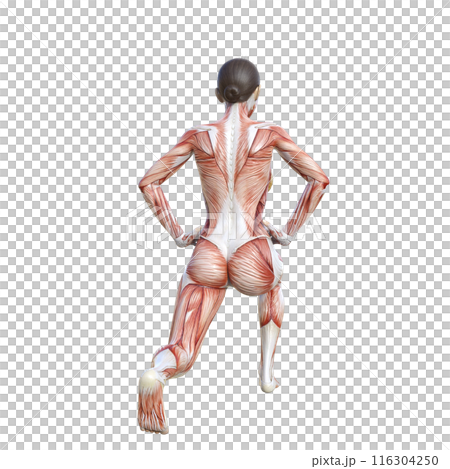 人体解剖図 スプリットスクワットをする人体模型女性の3Dイラスト  後ろ姿 背面 116304250