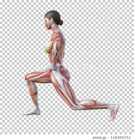 女性人體模型的肌肉解剖圖 3D 插圖,進行分腿深蹲側身輪廓 女性人體模型的肌肉解剖圖 3D 插圖,進行分腿深蹲側身輪廓 116304252
