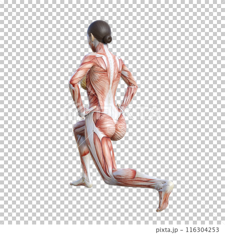 Muscle anatomy diagram 3D illustration of a female human model doing split squats, diagonal back view Muscle anatomy diagram 3D illustration of a female human model doing split squats, diagonal back view 116304253