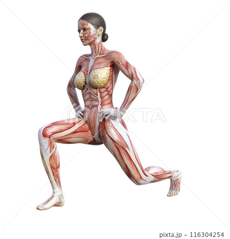 筋肉解剖図 スプリットスクワットをする人体模型女性の3Dイラスト 斜め前 正面 筋肉解剖図 スプリットスクワットをする人体模型女性の3Dイラスト 斜め前 正面 116304254