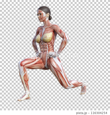 筋肉解剖図 スプリットスクワットをする人体模型女性の3Dイラスト 斜め前 正面 筋肉解剖図 スプリットスクワットをする人体模型女性の3Dイラスト 斜め前 正面 116304254