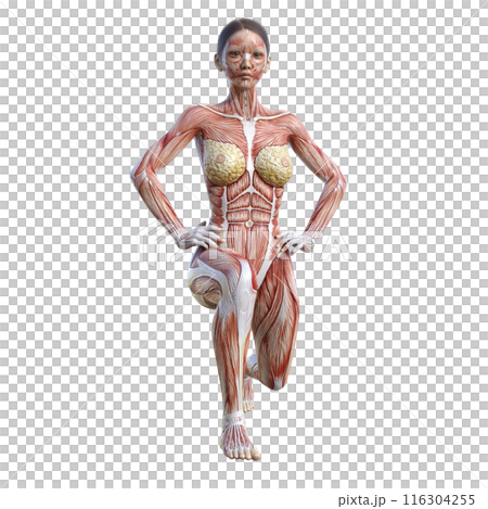 筋肉解剖図 スプリットスクワットをする人体模型女性の3Dイラスト 正面 116304255