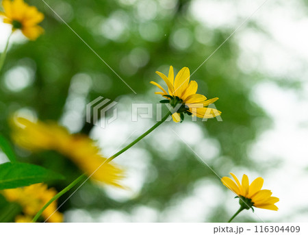 満開に咲くコレオプシスのある風景【春】【初夏】【夏】【秋】 116304409
