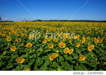 一面に広がるひまわり畑 一面に広がるひまわり畑 116304462