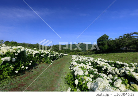 埼玉県秩父郡長瀞町 長瀞花の里ハナビシソウ園 青空の宝登山に向かう満開の白いあじさいアナベルの小路 埼玉県秩父郡長瀞町 長瀞花の里ハナビシソウ園 青空の宝登山に向かう満開の白いあじさいアナベルの小路 116304518