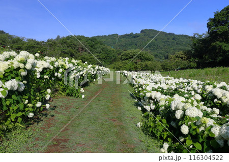 埼玉県秩父郡長瀞町　長瀞花の里ハナビシソウ園　青空の宝登山に向かう満開の白いあじさいアナベルの小路 116304522