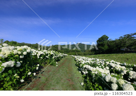 埼玉県秩父郡長瀞町 長瀞花の里ハナビシソウ園 青空の宝登山に向かう満開の白いあじさいアナベルの小路 埼玉県秩父郡長瀞町 長瀞花の里ハナビシソウ園 青空の宝登山に向かう満開の白いあじさいアナベルの小路 116304523