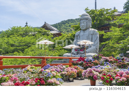 壷阪寺　大釈迦如来石像と紫陽花 116304615
