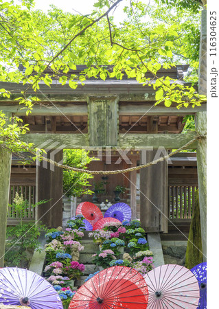 壷阪寺　龍蔵宮と紫陽花 116304625