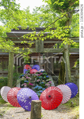 壷阪寺　龍蔵宮と紫陽花 116304626