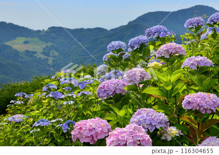 埼玉県秩父市と秩父郡皆野町にまたがる美の山公園　斜面一面のあじさいと山々の景色 116304655