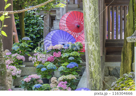 壷阪寺　龍蔵宮と紫陽花 116304666