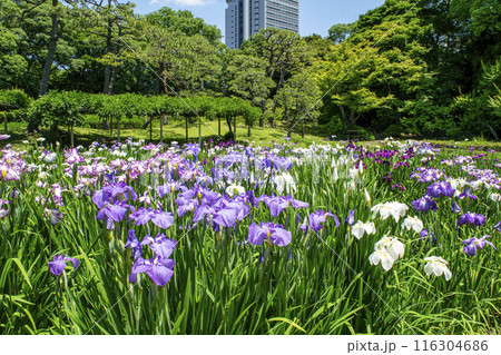 東京都 小石川後楽園 菖蒲田の花ショウブ 国の特別史跡 東京都 小石川後楽園 菖蒲田の花ショウブ 国の特別史跡 116304686