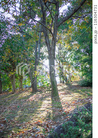 森に差し込む光 116304731