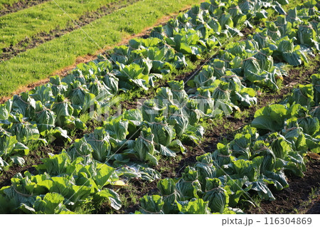野菜畑 116304869