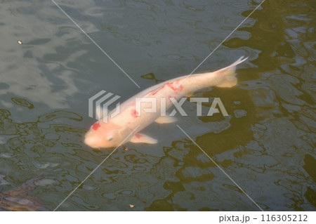 宝ヶ池の鯉 宝ヶ池の鯉 116305212